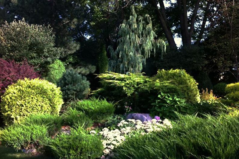 Mga Coniferous Tree para sa Landscaping - Mga Kulay