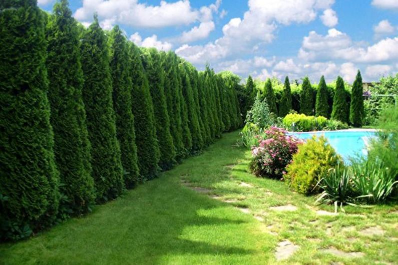 Conifers for Landscaping - การใช้งานของต้นสน