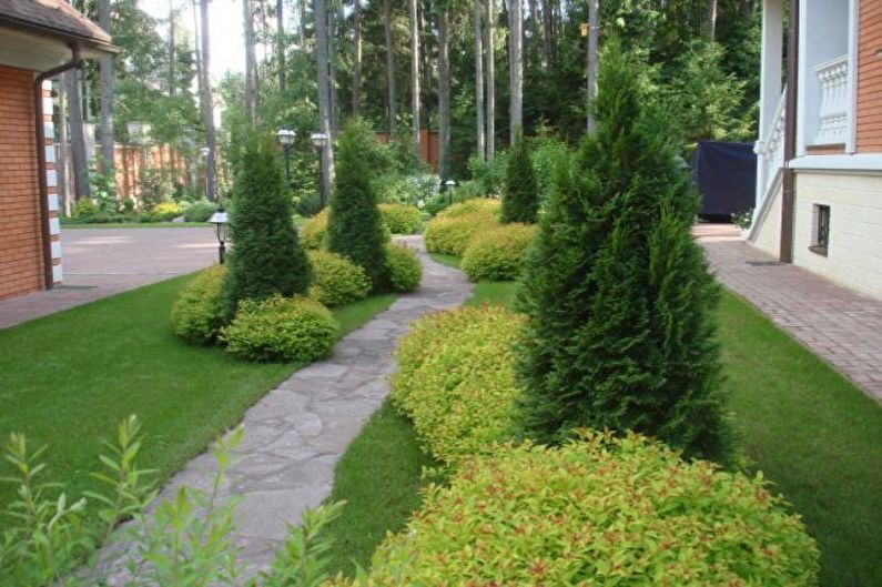 Conifers for Landscaping - การใช้งานของต้นสน