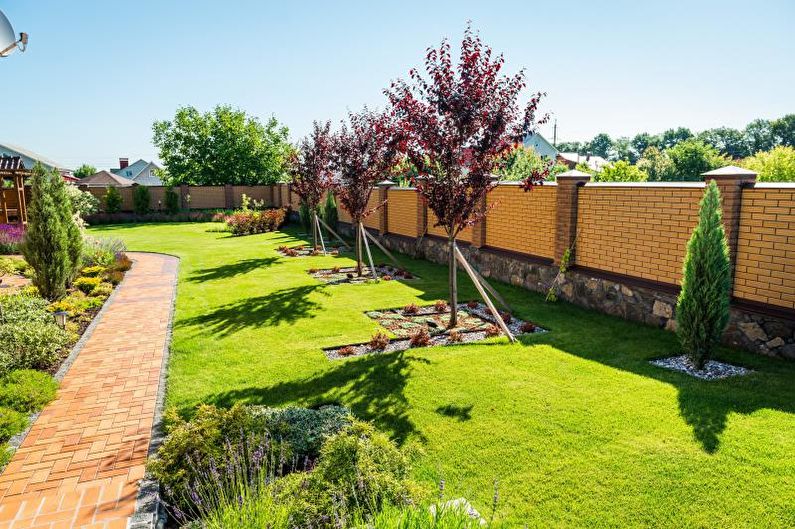 Coniferen voor landschapsontwerp - foto