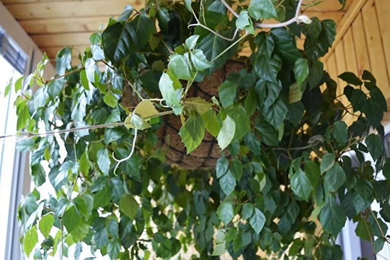 Cissus - Plantas de escalada, de interior, com folhas pequenas