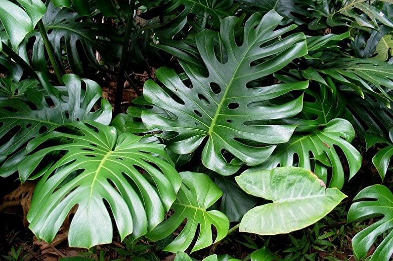 Monstera - Plantas de interior de interior