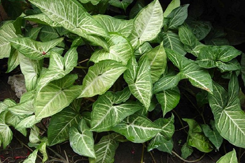 Syngonium - plante de interior, ornamentale și de foioase