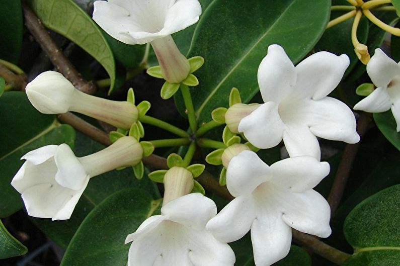 Stefanotis - plantas de escalada que florescem