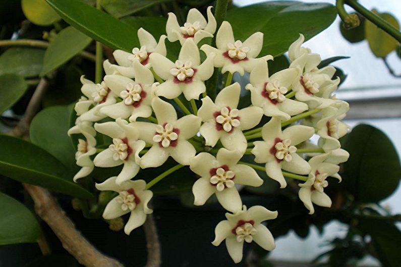 Hoya - Plantas de interior rizadas que florecen