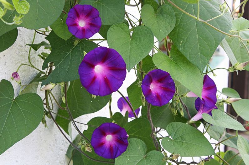 Ipomoea tricolor - hegymászó növények, amelyek virágzik