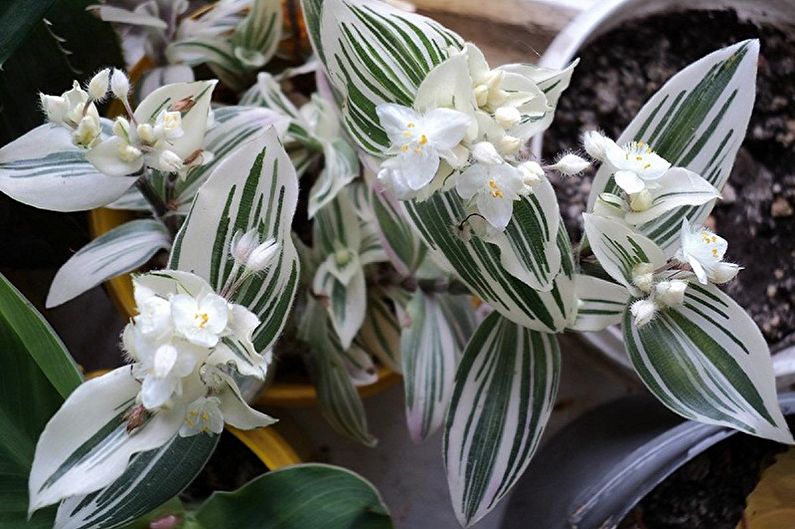 Tradescantia - Kiipeävät huonekasvit, jotka kukkivat