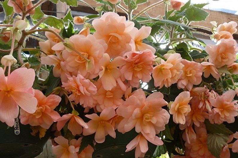 Ampel begonia: trepar plantas de interior, enredaderas de interior particularmente exigentes