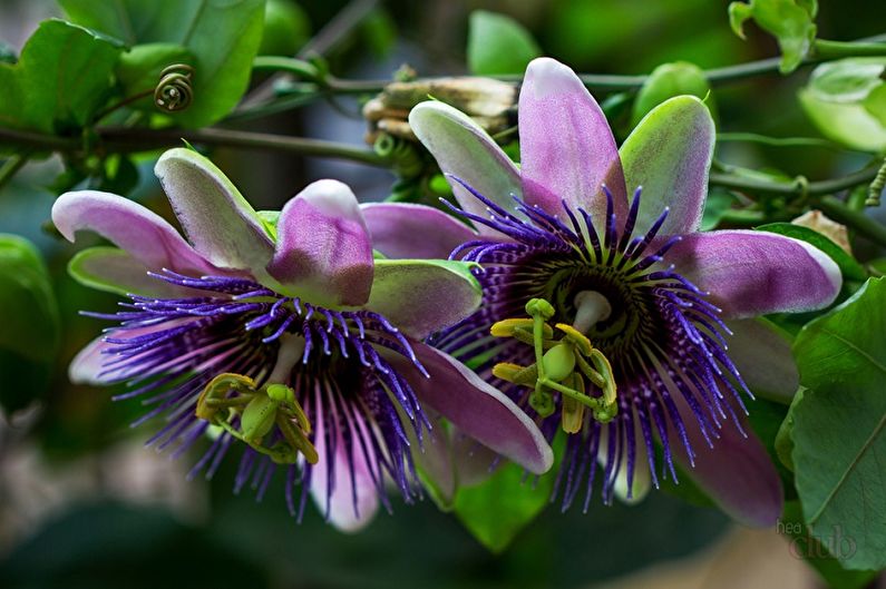 Passiflora - Escalada de plantas de interior, particularmente trepadeiras exigentes