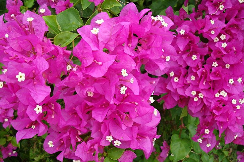 Bougainvillea - penjajuće sobne biljke, posebno zahtjevne sobne puzavice