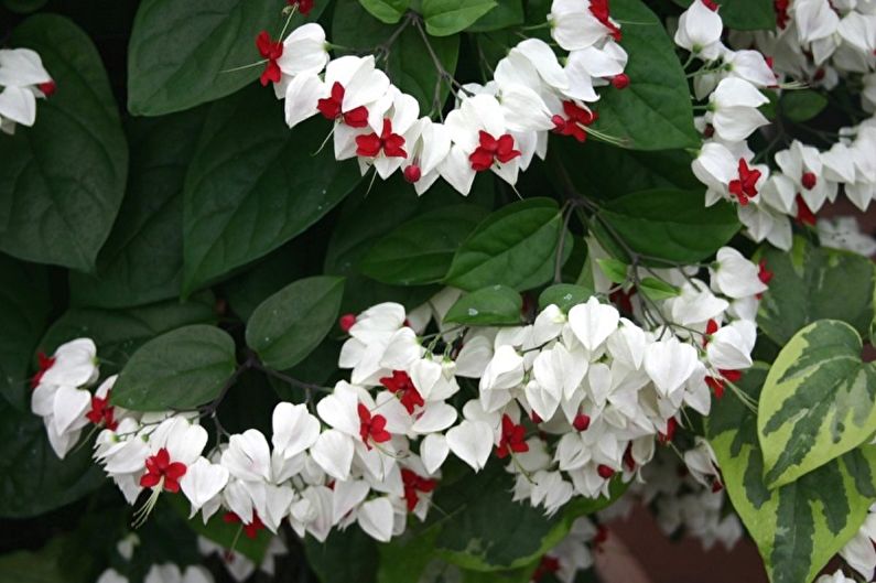 Clerodendron - Escalada de plantas de interior, particularmente trepadeiras exigentes