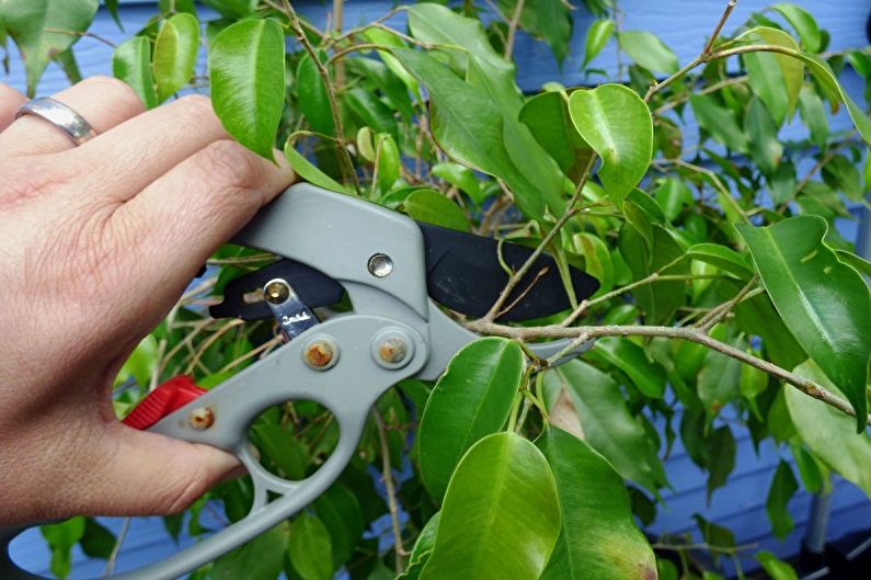 Klimplanten Kamerplanten - Vorming