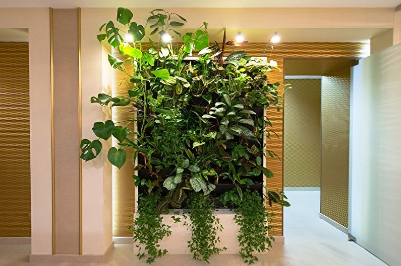 Kıvırcık houseplants - resim