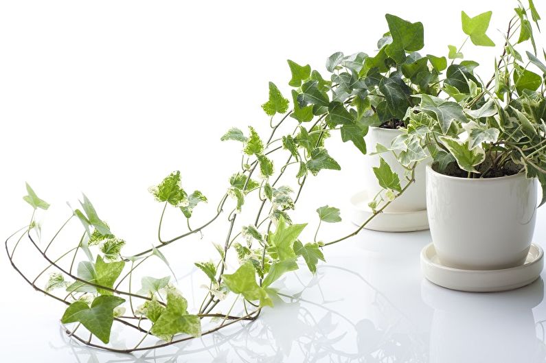 Krøllede stueplanter - foto