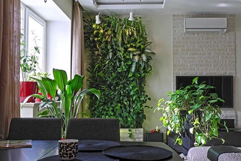 Curly houseplants - photo