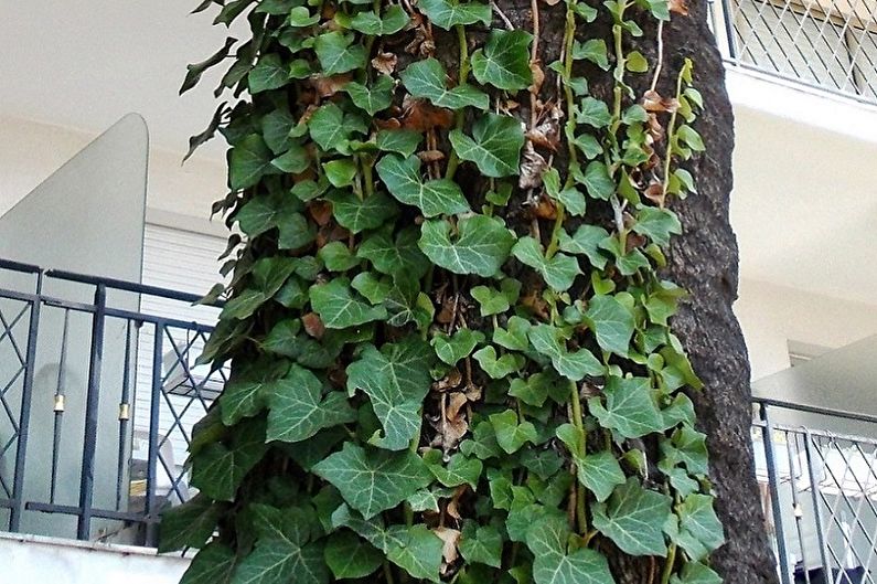 Krullende kamerplanten - foto