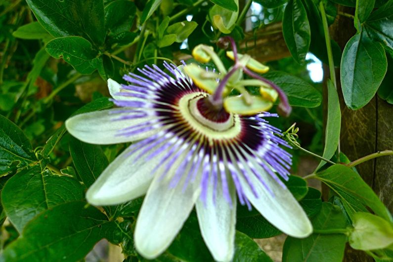 Curly houseplants - photo