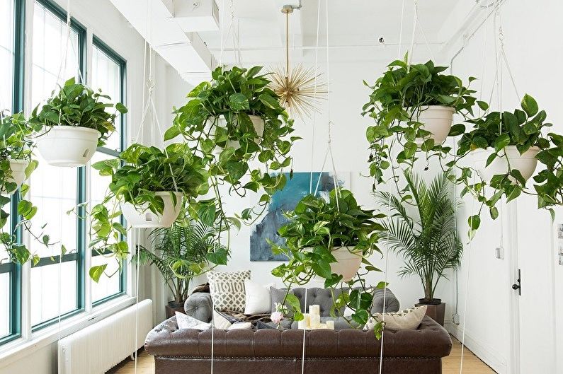 houseplants ลอน (75+ รูป)