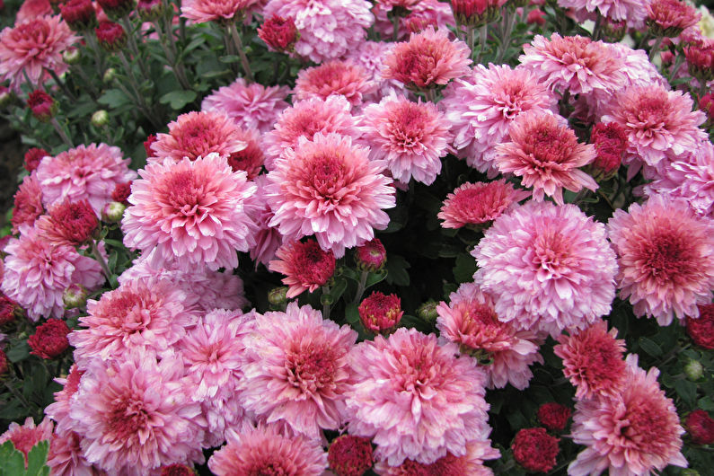 Chrysanten - Plantengeschiedenis