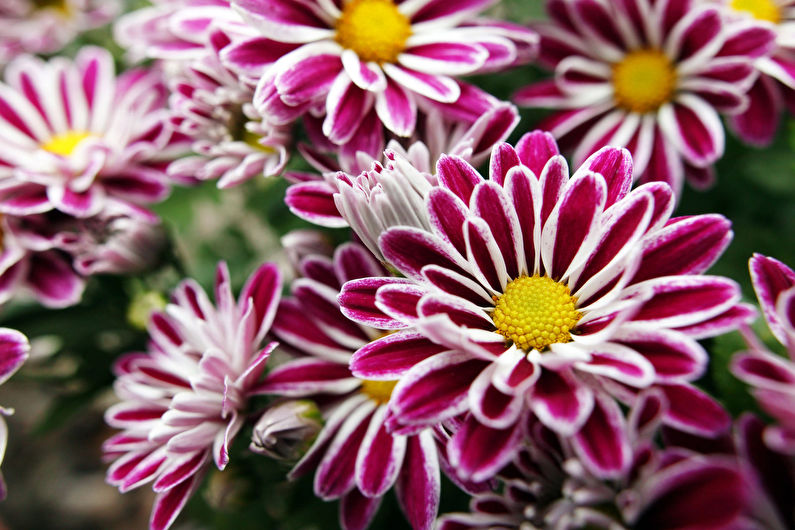 Classification and types of chrysanthemums