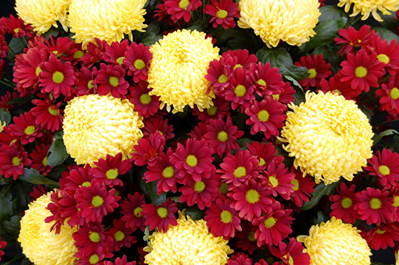 Classification and types of chrysanthemums