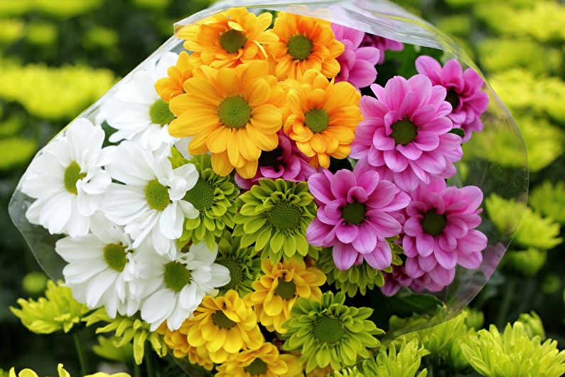 Classification and types of chrysanthemums