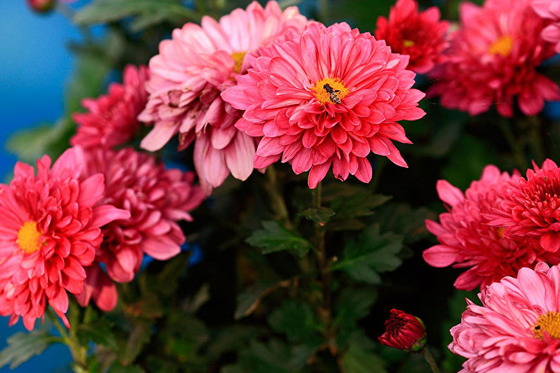 Classificatie en soorten chrysanten