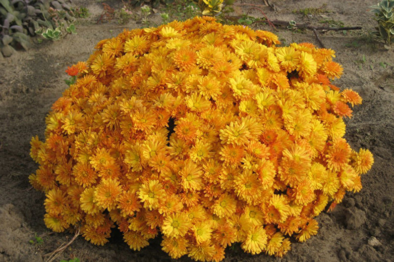 Reproduction and transplanting of chrysanthemums