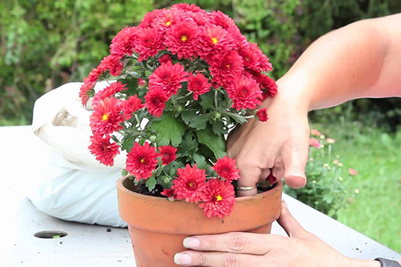 Reproduction and transplanting of chrysanthemums