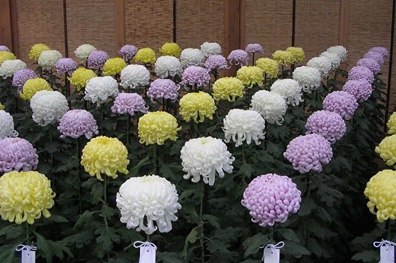 Voortplanting en verplanten van chrysanten