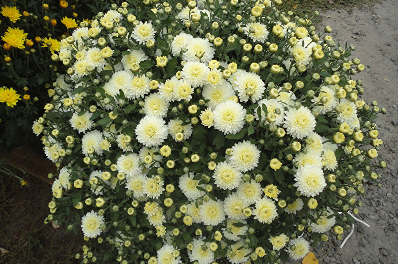 Hoe zorg je voor chrysanten