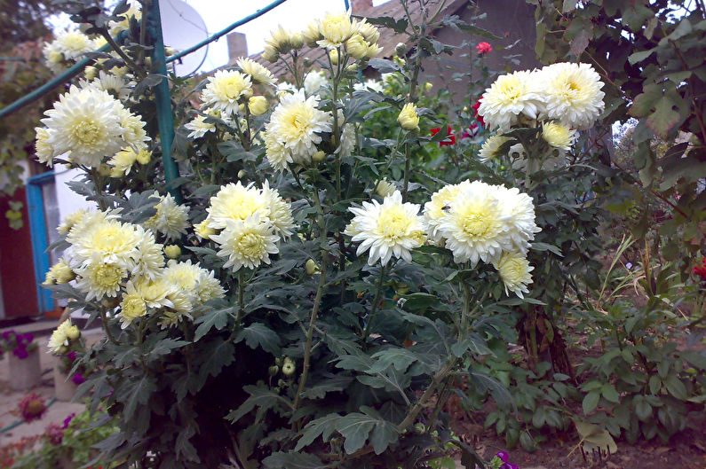 Hoe zorg je voor chrysanten