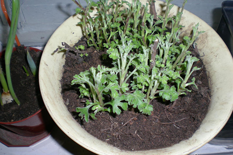 Chrysanthemums - Bekæmpelse af skadedyr og sygdomme