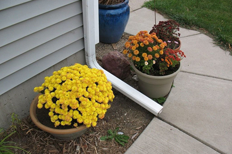 Chrysanthemums - Bekæmpelse af skadedyr og sygdomme