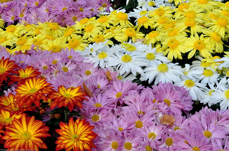 Chrysanthemums - foto