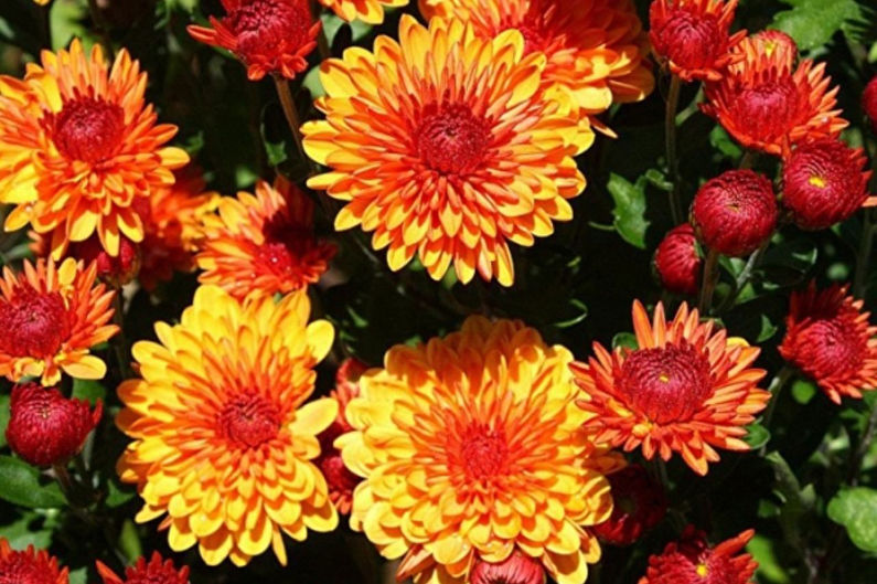 Chrysanthemums - foto