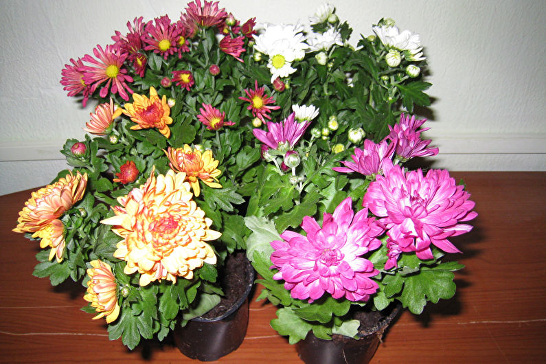 Chrysanthemums - foto