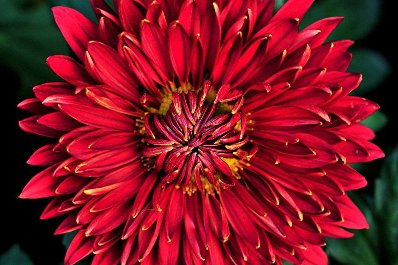 Chrysanthemums - foto