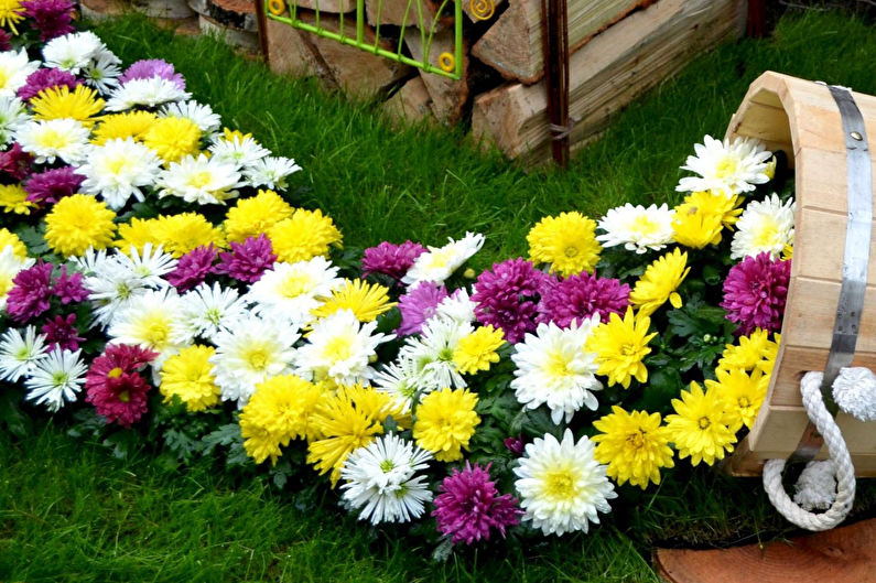 Chrysanthemums - foto