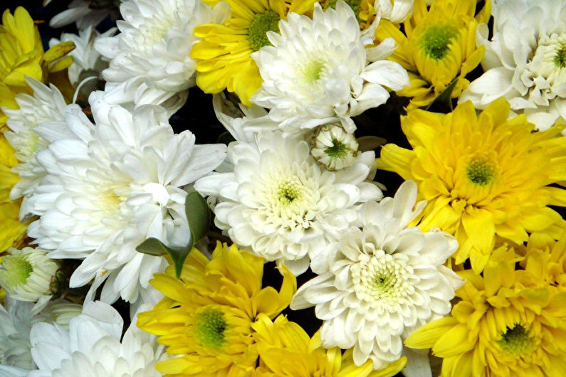 Chrysanthemums - foto