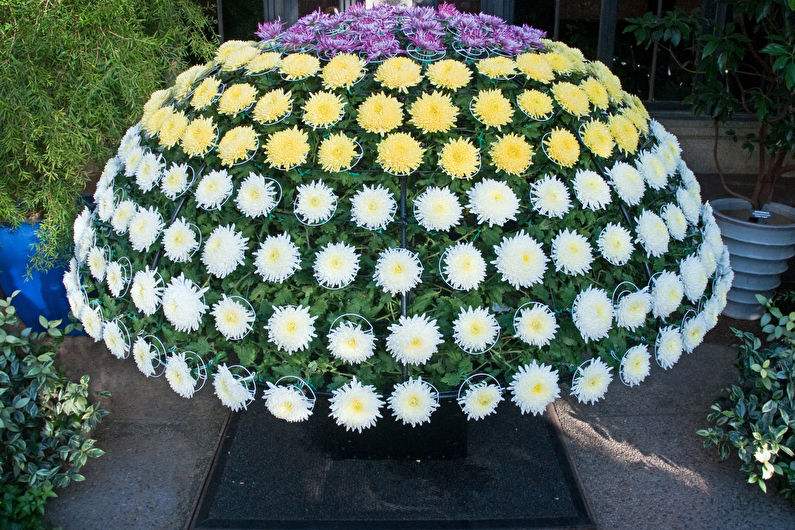 Chrysanthemums - photo