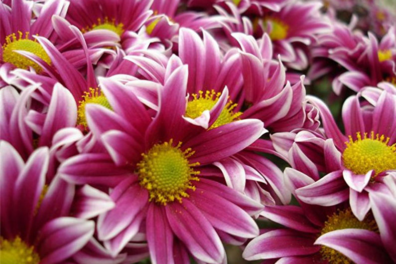 Chrysanten - foto