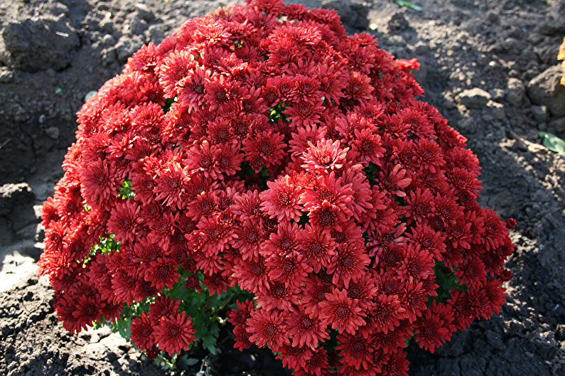 Chrysanthemums - foto