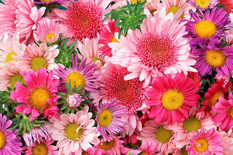 Chrysanthemums - foto