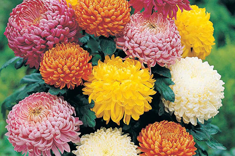 Chrysanthemums - foto