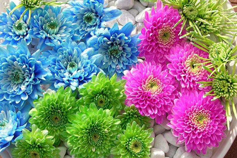 Chrysanthemums - foto