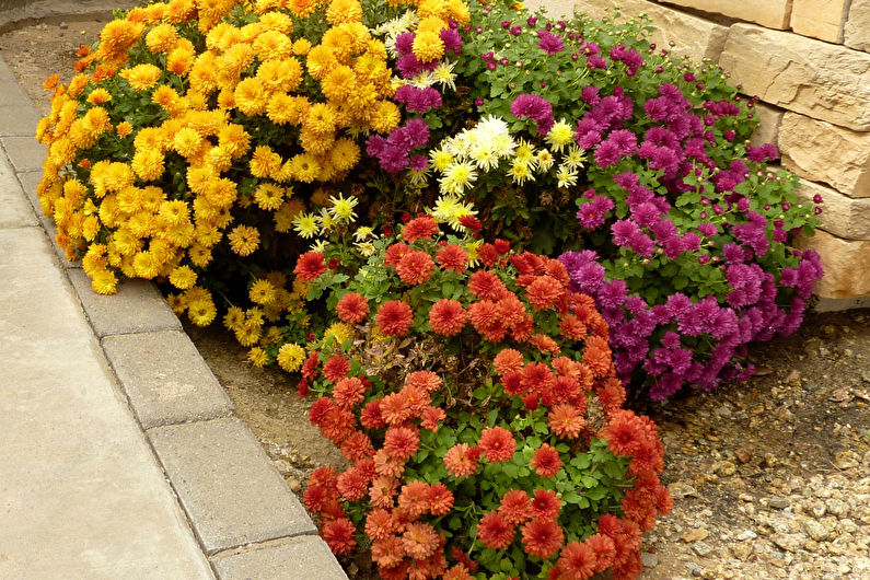 Chrysanthemums - foto