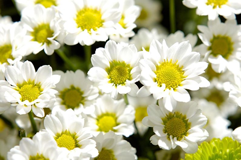 Chrysanthemums - foto