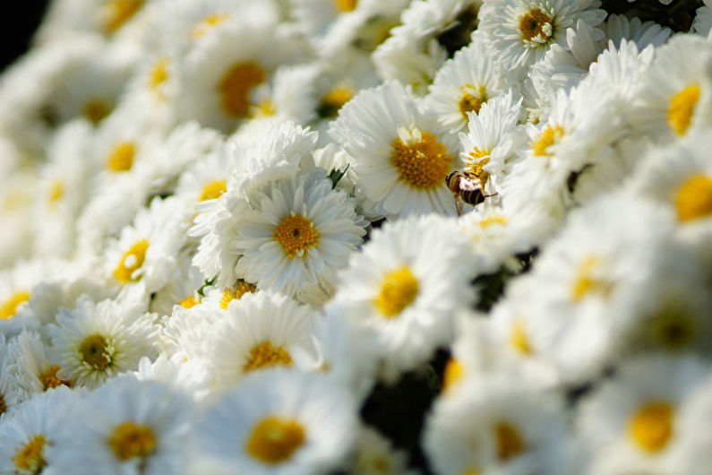 Chrysanthemums - foto