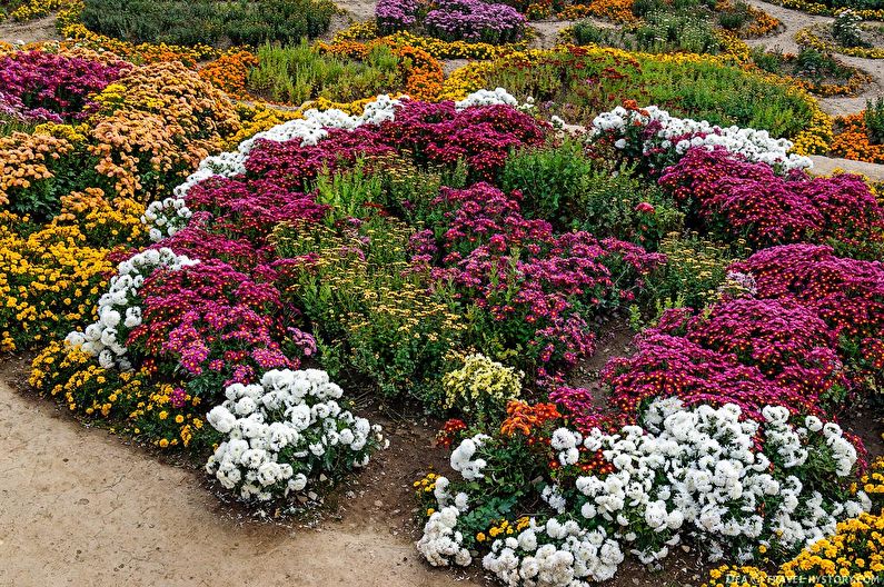 Chrysanthemums - foto